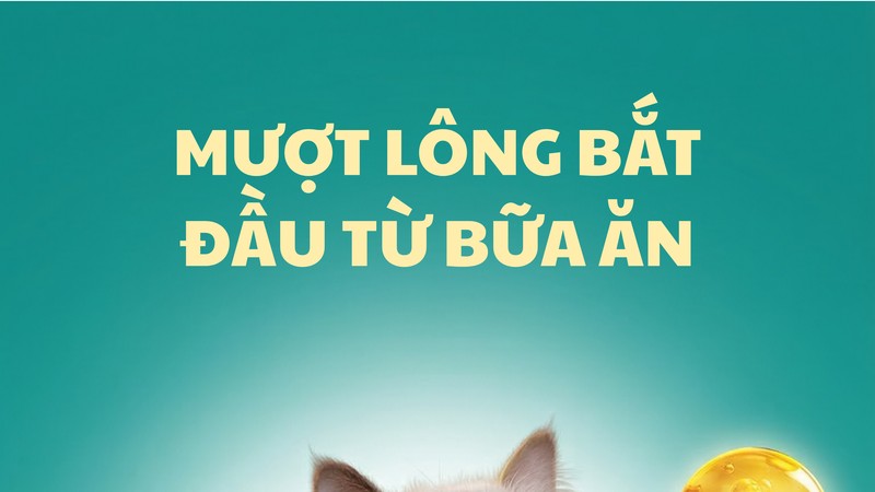 Omega 3 & 6 từ dầu cá